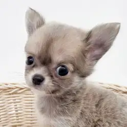 【 チワワ 】生後60日で驚異の366g!希少カラーの小さめチワワちゃんをご紹介