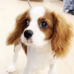 【 キャバリア 】キャバリアちゃん初めてのお散歩に密着！
