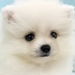 【 ポメラニアン 】まるでシロクマ？プレミアムに選ばれた純白ポメちゃんをご紹介！