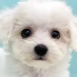 【 ビションフリーゼ 】綿あめのように真っ白なビションちゃんが新しく仲間入り！