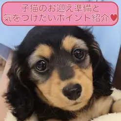 【 保存版 】初めての方必見！子犬のお迎え準備と生活ポイント徹底ガイド！