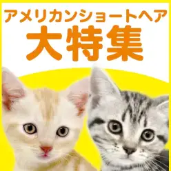 【 アメリカンショートヘア特集 】9/3現在在店中のアメショ特集！最新動画は必見