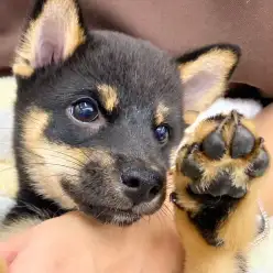 【 柴犬 】柴スマイルが止まらない!リラックスして爪切り&ブラッシングに挑戦!
