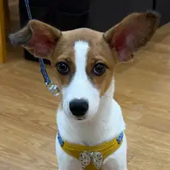 【 ジャックラッセルテリア 】オスワリマスター!生後5ヶ月を迎えたジャックちゃん
