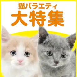 【 猫バラエティ特集 】9/17現在在店中のバラエティニャンコ！最新動画付き！