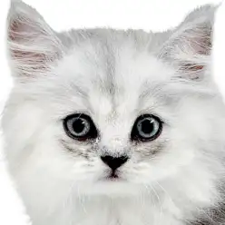 【 ペルシャ 】チンチラシルバーが輝くゴージャスボディ！猫界の王様が横浜に降臨！