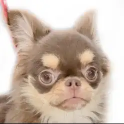 【 チワワ 】無駄吠え少なめ!犬も猫も人も大好きな女の子!