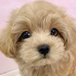 【 ミックス 】両親の良いとこ取り！不動の人気を誇るマルプーが志村坂下店に入店！
