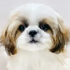 【 シーズー 】動画で辿る日暮里成長LOG!生後4ヶ月を迎えたシーちゃん!