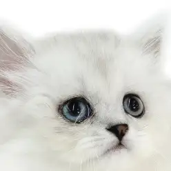 【 ミヌエット 】お腹が地面スレスレの超短足!猫パンチが可愛い生後2ヶ月の男の子