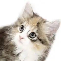 【 ノルウェージャンフォレストキャット 】美しい猫!ほっこり北通vol.302