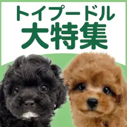 【 トイプードル特集 】9/17現在在店中の人気NO.1犬種！最新動画は必見！