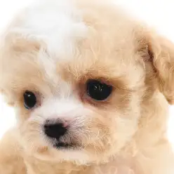 【 チワプー 】小さな体に、両親の魅力をぎゅっと詰め込んだMIX犬の女の子！