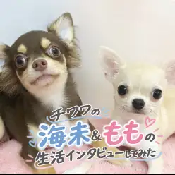 【 ユーザーコラム 】ふたりで可愛さ幸せ2倍以上！チワワ多頭飼いにインタビュー！