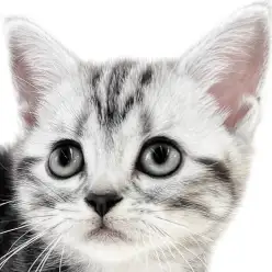 【 マンチカン 】超短足!美しい毛色と遊び好きな性格をした生後2ヶ月の子猫!