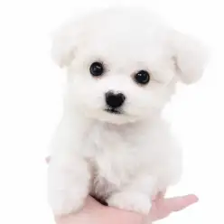 【 ビションフリーゼ 】手のひらサイズ!ミニビションがやってきた?!
