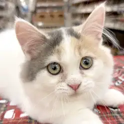 【 マンチカン 】『アレに似てる』マンチカンちゃん一目惚れで家族が決まりました!