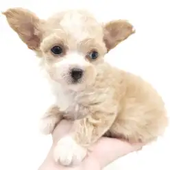【 チワプー 】ミックス犬の醍醐味！超個性的ぬいぐるみワンコ！