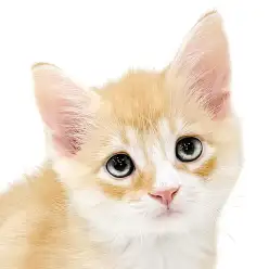 【ノルウェージャン】困り顔がとっても可愛い生後2ヶ月の甘えん坊キャット