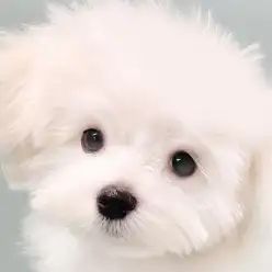 【 マルチーズ 】動画で辿る日暮里成長LOG!生後4ヶ月を迎えたマルチちゃん!