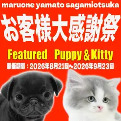 【 お客様大感謝祭も残り3週間 】マルワン大和相模大塚店の子犬子猫をご紹介！