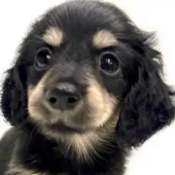 【 カニンヘンダックスフント 】初めて飼う方におすすめ!穏やかで優しい女の子