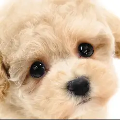【 マルプー 】テディベア系ルックスの真髄!甘え上手なMIX犬の女の子が大和市に