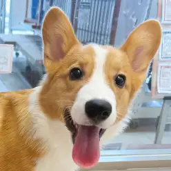 【 コーギー 】大倉山店コギたんの日々のトレーニングの様子をVlogで紹介！！