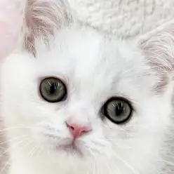 【 ミヌエット 】短い足で大奮闘!真剣すぎる猫じゃらし遊びが愛おしい男の子!