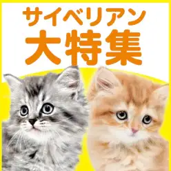 【 サイベリアン特集 】10/15現在在店中のゴージャスニャンコ!最新動画付き!