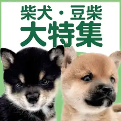 【 柴犬・豆柴特集 】10/1現在在店中の和犬代表犬種！最新動画は必見！