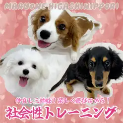 【 社交性トレーニング 】楽しく遊びながらトレーニング中！仲良し三姉妹たち！