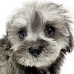 【 MIX 】マルチーズ×シュナウザーのミックス犬がマルワン東川口店に登場です!
