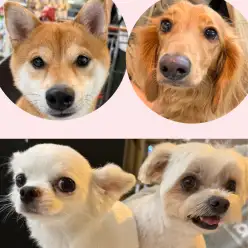 【 武蔵浦和店イベント告知 】卒業生のわんちゃん大集合！第二回お散歩会開催