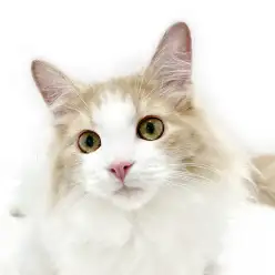 【 ノルウェージャンフォレストキャット 】抱っこ大好きな甘えん坊くん!