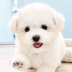 【 ビションフリーゼ 】白犬代表!賢さと愛くるしさ満載の男の子!