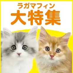 【 ラガマフィン特集 】10/1現在在店中のゴージャスにゃんこ！最新動画付き！