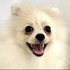 【 ポメラニアン 】先住犬がいるご家族へ!保育園で関わりを学ぶポメラニアン!