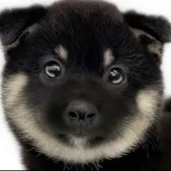 【 柴犬 】日本犬の代表的存在！愛嬌満載で愛らしい黒柴の男の子！