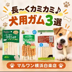 【 商品紹介 】長くカミカミが楽しめる犬用ガム3選で食欲の秋を楽しもう!