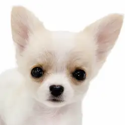 【 MIX 】チワワ×パピヨン!個性きらめくオンリーワンなチワパピちゃん