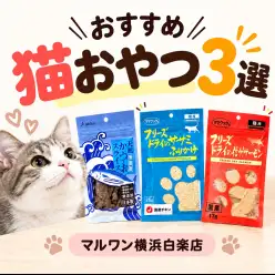 【 商品紹介 】猫のおやつに迷ったら!愛猫の好みに合わせて選ぶおすすめ3選