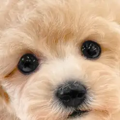 【 トイ・プードル 】飼いやすいだけじゃない！笑顔と幸せを届ける理想の男の子！