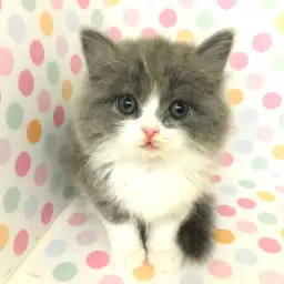 マルワンの『推しニャンコ』ラガマフィンを考察!