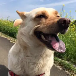 ワンコとのお散歩のススメ! 〜新横浜編〜