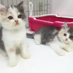 ペットショップスタッフがレビュー!飼い主様満足度◎!「ラガマフィン」ってどんな猫?