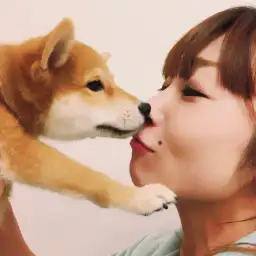 ペットショップスタッフがレビュー!:大倉山店の柴犬マニアが柴犬の魅力を紹介!