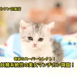 白楽店No.11459→大倉山店No.6130536：SUPER SELECTマンチカンがやってきた！