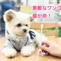トリミング通信Vol2: ワンちゃんも歯が大切!白楽店の「口腔ケア」特集!