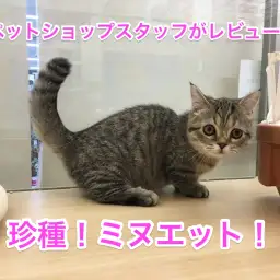 ペットショップスタッフがレビュー：ブームの予感！珍種「ミヌエット」の身体的特徴・性格を徹底解説！
